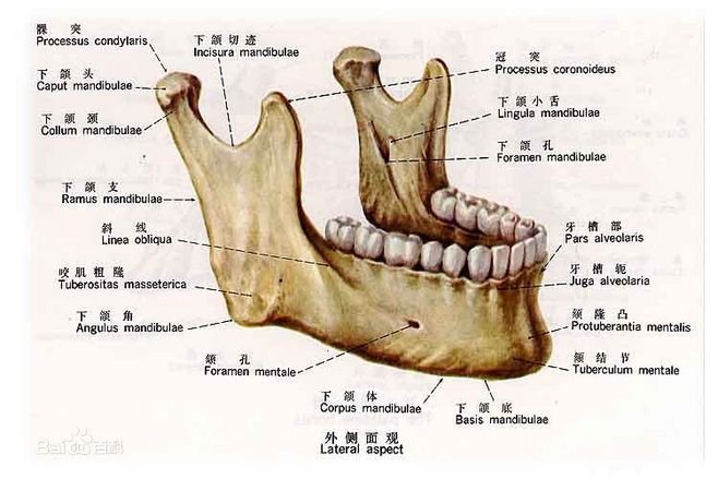 磨下颌骨