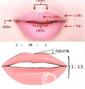 弓形唇与仰月唇区别是什么