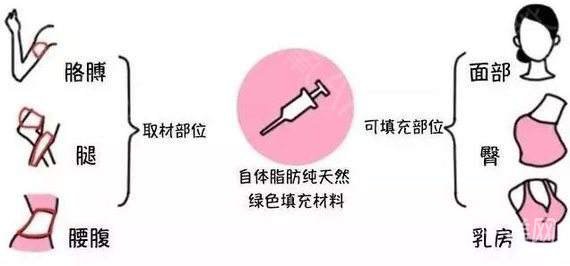 怎么让脂肪成活率高一点 影响成活率的因素