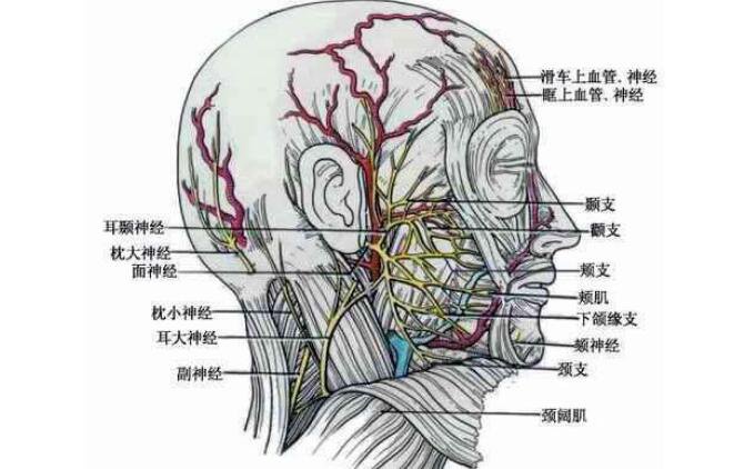 面部纤维溶解手术