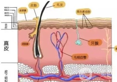 自体脂肪面部填充*果图也太美了吧